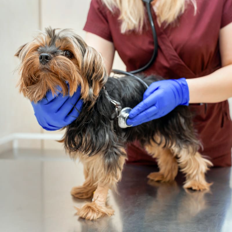 Animal Medical Center of New England in Nashua