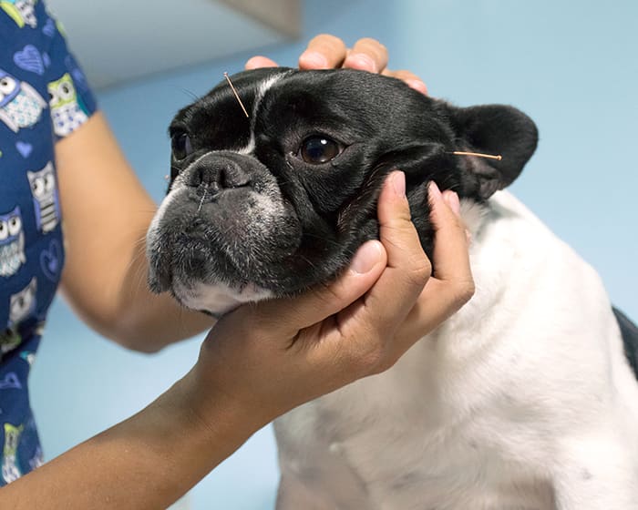 Acupuncture, Nashua
