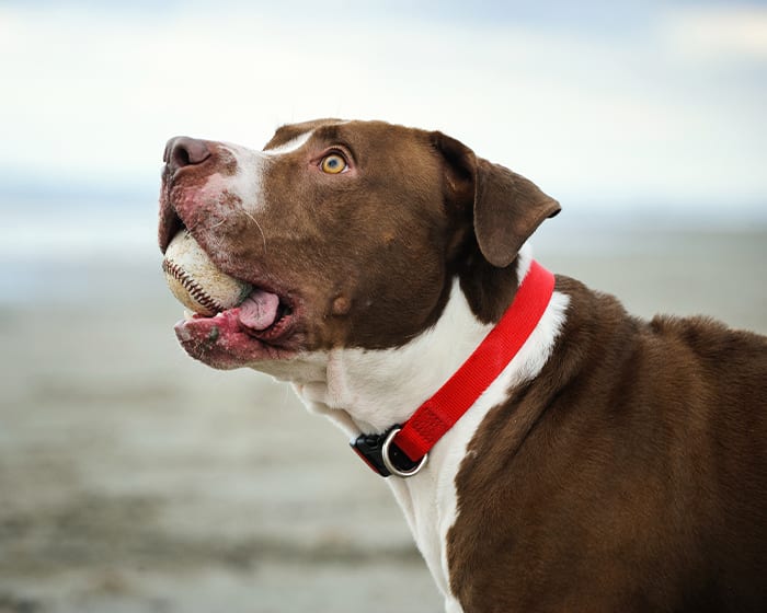 Veterinary Dental Services in Nashua | Cat & Dog Dentist