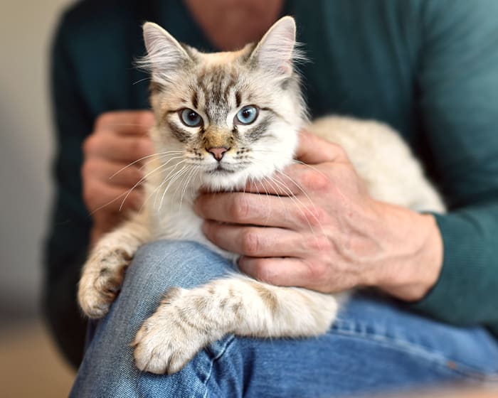 Cat & Dog Wellness Exams, Nashua