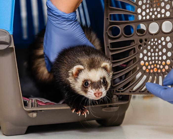 Avian & Exotic Pet Services, Nashua Veterinarians