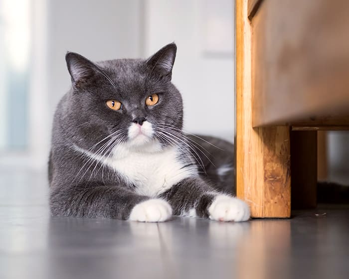Geriatric Care for Pets, Nashua