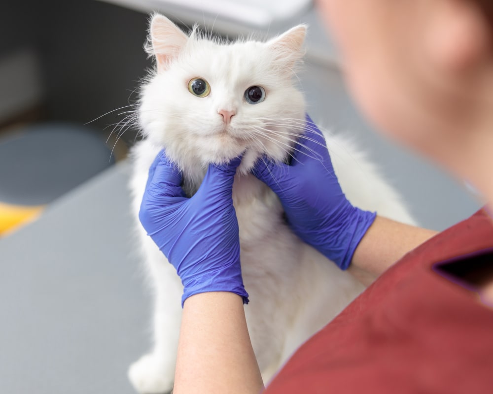 Welcome to Animal Medical Center of New England in Nashua Welcome to Animal Medical Center of New England in Nashua