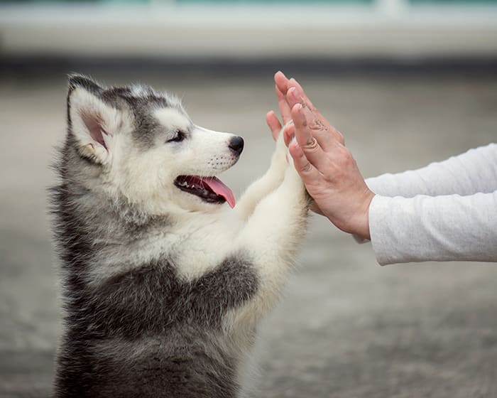 Puppies & Kittens, Nashua Veterinarians