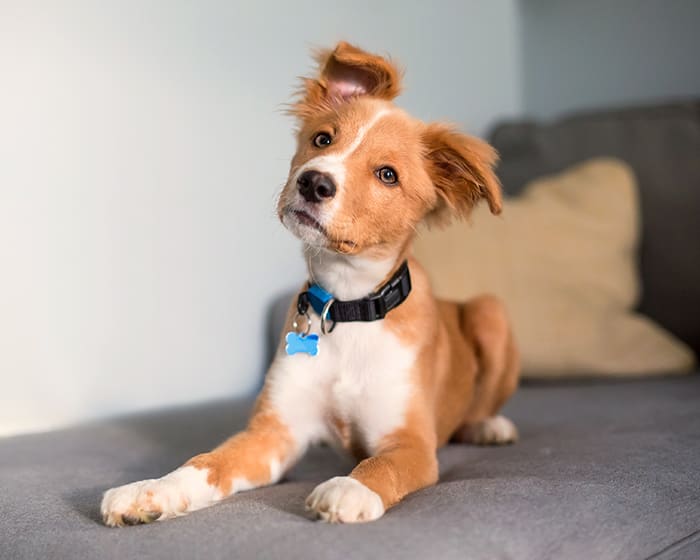 Pet Vaccinations Clinc in Nashua | Cat & Dog Vaccinations